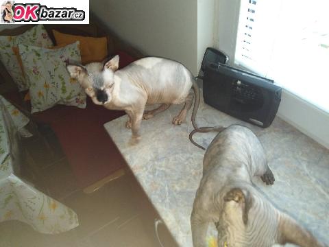 Kocourek a kocicka Sphynx zdarma