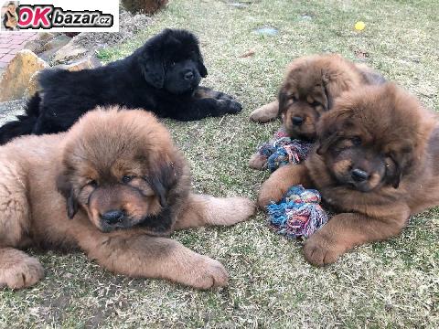 Tibetska doga-stenata jiz k odberu