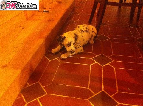 Stene Dalmatina s  PP