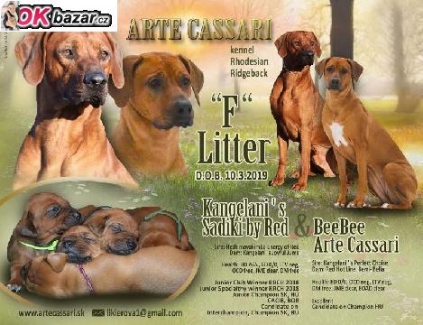 Rhodesian ridgeback