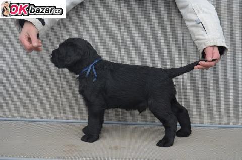 Stene knirac velky cerny s PP