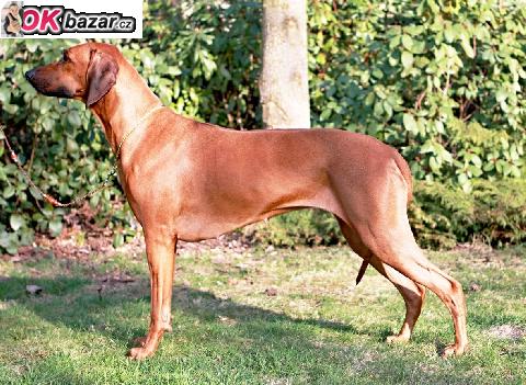 Rhodesky ridgeback - stenata s PP