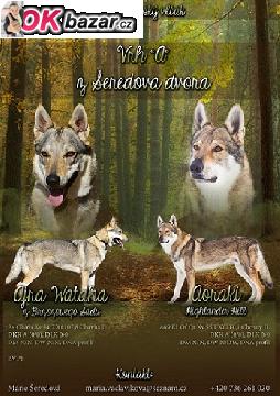 Ceskoslovensky vlcak s PP