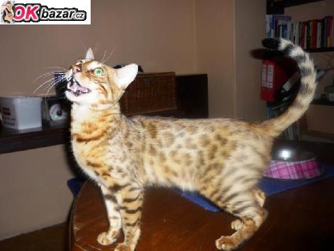 Bengalsky kocourek s PP Prodam