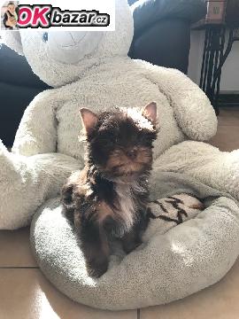 Yorkshire terrier carrier