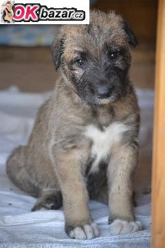 Irsky vlkodav  -stenatka