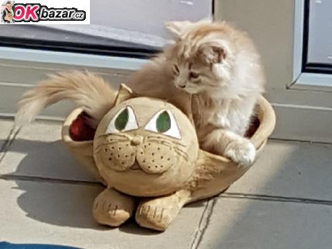 Sibirska kotata s PP