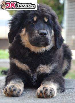 Tibetska doga - stene s PP