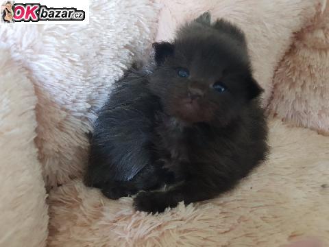 Kotatka Mainske myvali s PP.