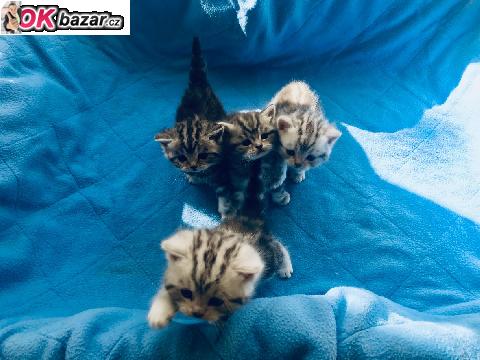 Kotata britska whiskas