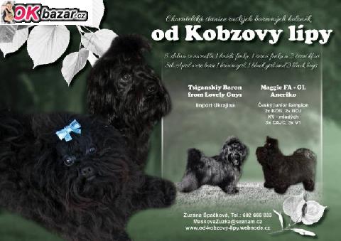 Ruska barevna bolonka stenatka s PP