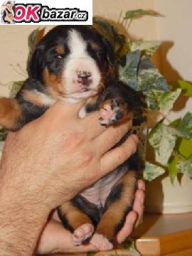 Appenzellsky salasnicky pes