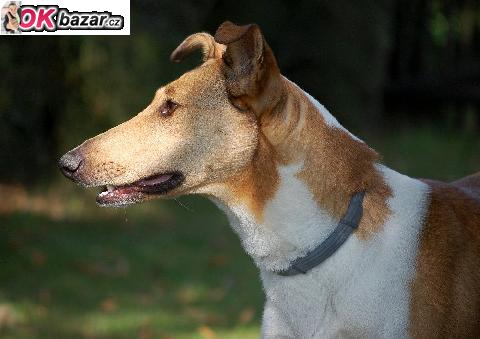 Stenatka - kratkosrsta kolie