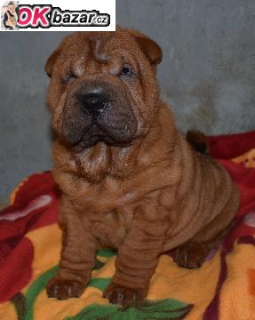 Sarpej,  shar-pei, stenatka s PP