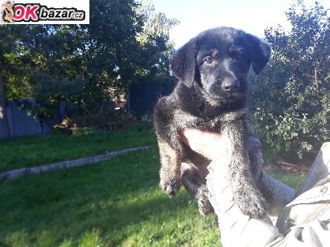 Krasna a vymazlena stenatka